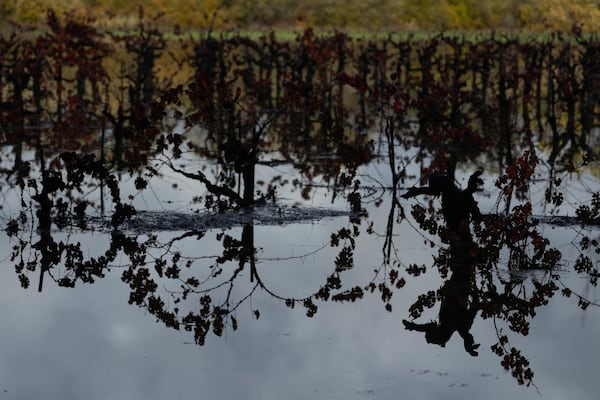 A vineyard remains flooded following heavy storms in Windsor, Calif., Saturday, Nov. 23, 2024. (AP Photo/Godofredo A. Vásquez)