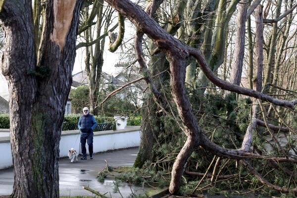 A man walks his dog past fallen tree branches during storm Eowyn that hit the country in Belfast, Northern Ireland, Friday, Jan. 24, 2025.(AP Photo)