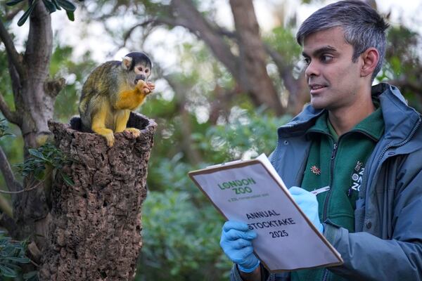 A zoo keeper counts Squirrel Monkeys during the annual stocktake at London Zoo in London, Friday, Jan. 3, 2025. (AP Photo/Kin Cheung)