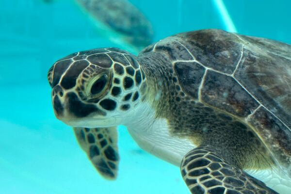 A green sea turtle being treated for cold stunning is seen swimming in a tank at Loggerhead Marinelife Center in Juno Beach, Fla. on Wednesday, Jan. 29, 2025. (AP Photo/Cody Jackson)