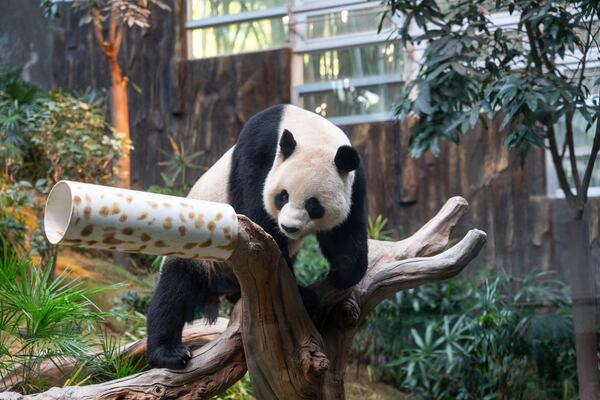 The Beijing-gifted giant panda Ke Ke makes her debut appearance to media in Ocean Park during a preview event in Hong Kong, Monday, Dec. 2, 2024. (AP Photo/Chan Long Hei)