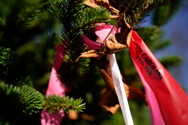 The official White House Christmas tree, a 20-foot Fraser fir, is seen at the Cartner's Christmas Tree Farm, Wednesday, Nov. 13, 2024, in Newland, N.C. (AP Photo/Erik Verduzco)