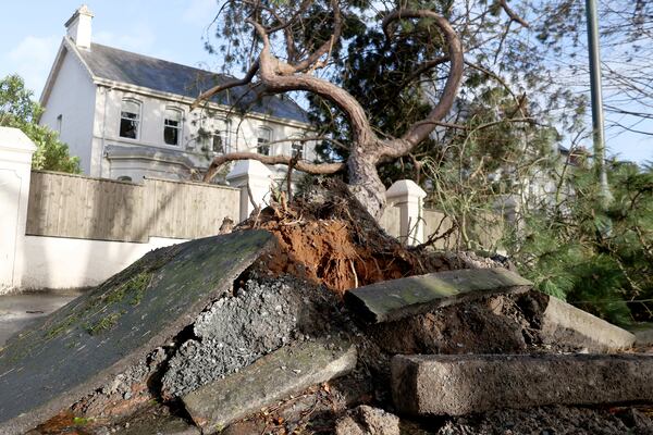 A fallen tree breaks up the pavement during storm Eowyn that hit the country in Belfast, Northern Ireland, Friday, Jan. 24, 2025.(AP Photo)