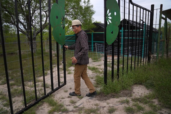 Adrian Primeaux, of the Yankton Sioux and Apache, opens the gates to a peyote nursery at the Indigenous Peyote Conservation Initiative, in Hebbronville, Texas, Sunday, March 24, 2024. (AP Photo/Jessie Wardarski)