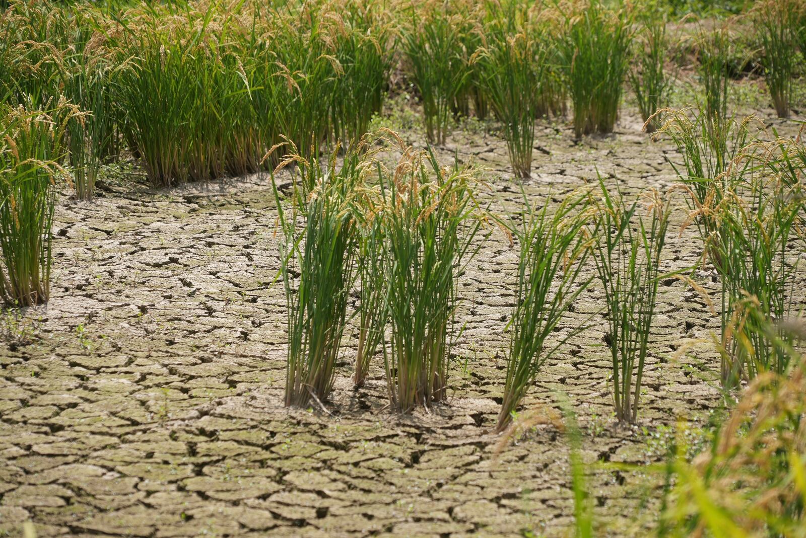 This photo shows an abandoned paddy field with dried up soil in Kamimomi village, Okayama prefecture, Japan on Sept. 7, 2024. (AP Photo/Ayaka McGill)