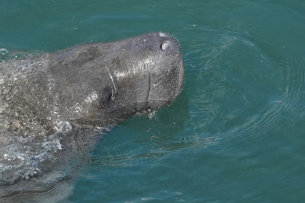 A manatee comes to the surface to breathe at Manatee Lagoon, a free attraction operated by Florida Power & Light Company that lets the public view and learn about the sea cows who gather in winter in the warm-water outflows of the company's power plant, in Riviera Beach, Fla., Friday, Jan. 10, 2025. (AP Photo/Rebecca Blackwell)