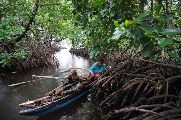 A woman on her boat collects firewood in a mangrove forest where only women are permitted to enter in Jayapura, Papua province, Indonesia on Wednesday, Oct. 2, 2024. (AP Photo/Firdia Lisnawati)