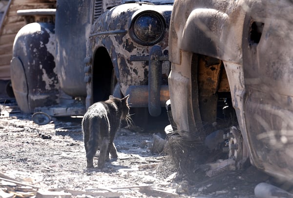 A cat wanders amidst cars destroyed by the Eaton Fire, Tuesday, Jan. 14, 2025, in Altadena, Calif. (AP Photo/Chris Pizzello)