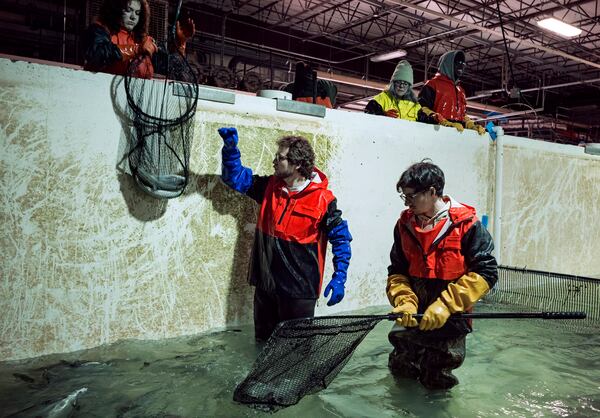 Brad Bednarski, left, and Stephen Zicari, employees of Local Coho salmon fish farm net fish from one of the farm's tanks, that will be donated to the Food Bank of Central New York, Friday, Jan. 24, 2025, in Auburn, N.Y. (AP Photo/Craig Ruttle)