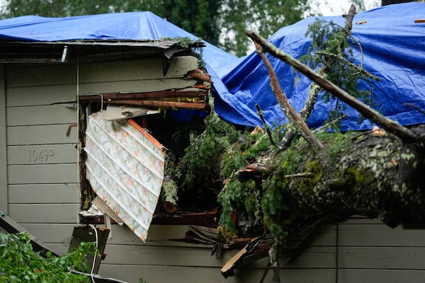 A downed tree lands over a property during a storm, Thursday, Nov. 21, 2024, in Forestville, Calif. (AP Photo/Godofredo A. Vásquez)