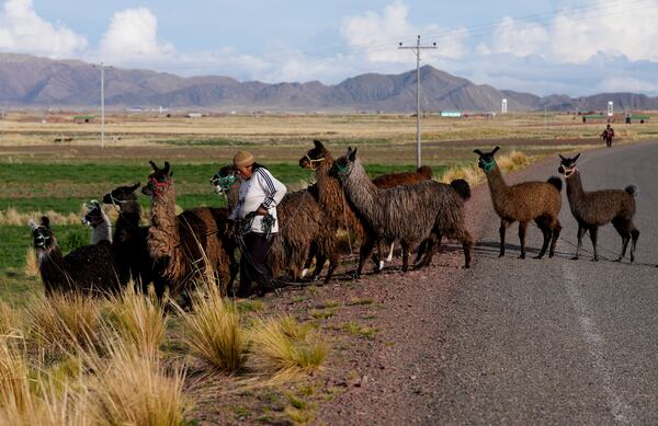 Edilberta Quenta takes her llamas to graze before voting during judicial elections in Jesus de Machaca, Bolivia, Sunday, Dec. 15, 2024. (AP Photo/Juan Karita)