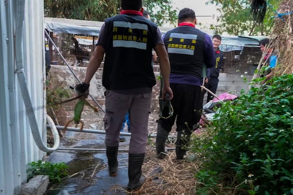 In this image made from video, hunters hold the iguanas they catch in Pingtung County, southern Taiwan on Jan 21, 2025. (AP Photo/Wu Taijing)