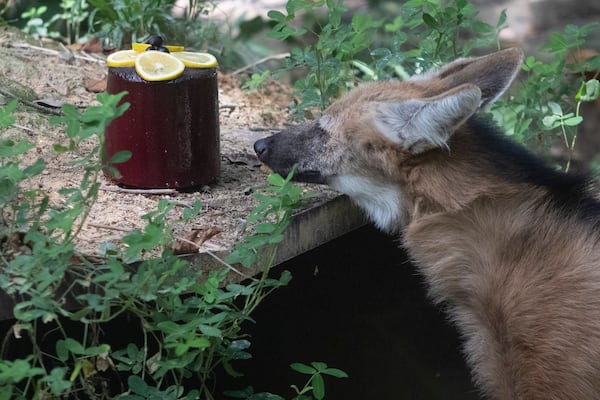 A maned wolf named Luiza investigates a block of frozen fruit given as a treat amid the Summer heat at the BioParque do Rio in Rio de Janeiro, Wednesday, Jan. 22, 2025. (AP Photo/Bruna Prado)