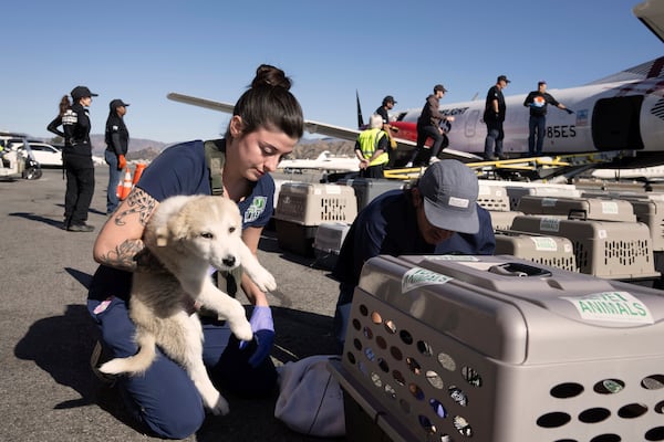 Timber Bossard, from left, and Rafael Rabines help Wings of Rescue load dozens of dogs and cats bound for Seattle, at the Hollywood Burbank Airport in Burbank, Calif., Sunday, Jan. 12, 2025. (Drew A. Kelley,/The Orange County Register via AP)