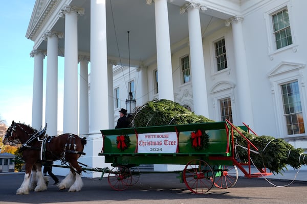 The official 2024 White House Christmas Tree arrives on the North Portico of the White House in Washington, Monday, Nov. 25, 2024. Cartner's Christmas Tree Farm from Newland, N.C., provided the Fraser fir that will be displayed in the Blue Room of the White House. (AP Photo/Susan Walsh)