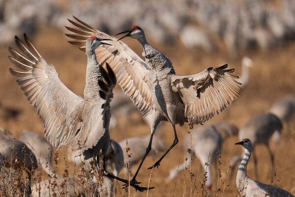 Sandhill cranes are seen at the Wheeler National Wildlife Refuge, Monday, Jan. 13, 2025, in Decatur, Ala. (AP Photo/George Walker IV)