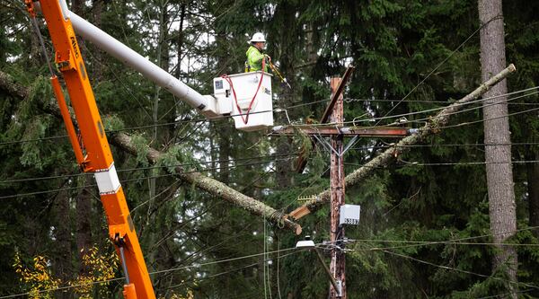 A tree removal worker dislodges the top of a tree from power lines after a recent heavy storm on Sunday, Nov. 24, 2024, in Sammamish, Wash. (Nick Wagner/The Seattle Times via AP)