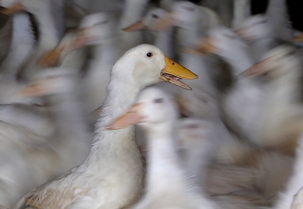 FILE - Long Island ducks used as breeding stock at Crescent Duck Farm, move around a barn, in Aquebogue, N.Y., Oct. 29, 2014. (AP Photo/Julie Jacobson, File)