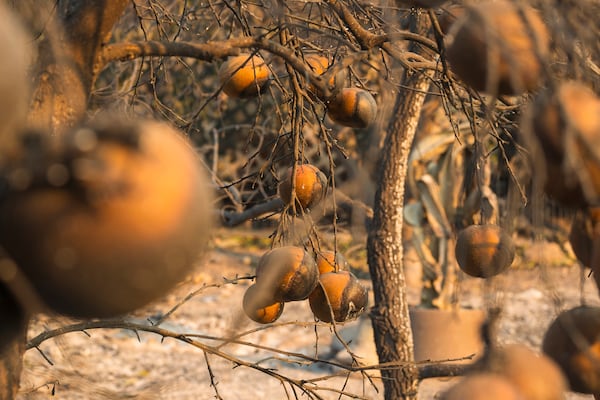 Citrus fruit burnt in the Eaton Fire in Altadena, Calif., Friday, Jan. 10, 2025. (AP Photo/Nic Coury)