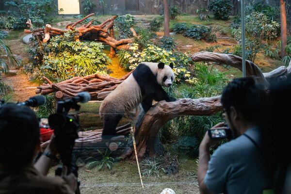 The Beijing-gifted giant panda An An makes his debut appearance to media in Ocean Park during a preview event in Hong Kong, Monday, Dec. 2, 2024. (AP Photo/Chan Long Hei)