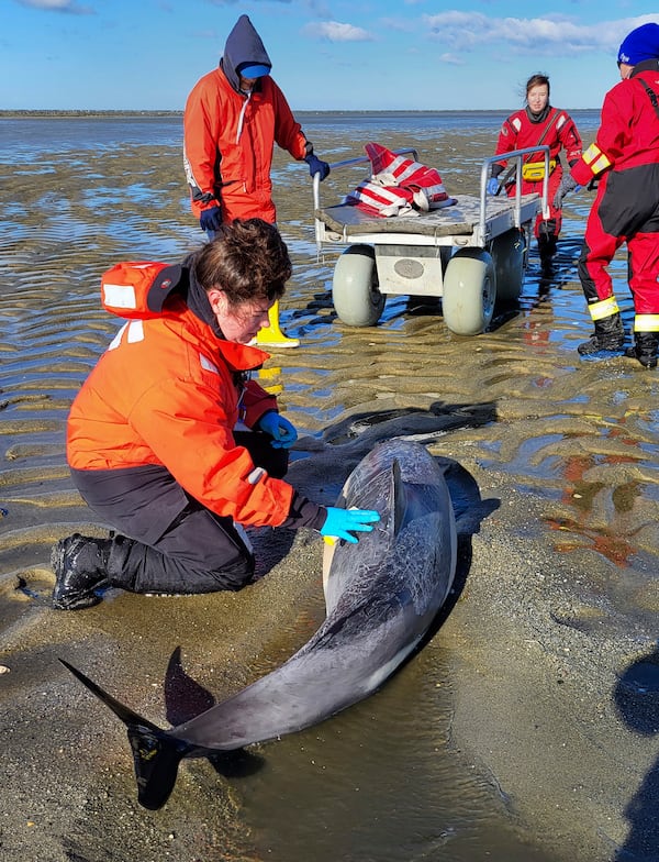 In this image provided by the International Fund for Animal Welfare, a stranded dolphin is attended to near Skaket Beach, Orleans, Nov. 9, 2024, in Orleans, Mass. An unprecedentedly bad year for beached dolphins on Cape Cod might have to do with warming waters changing the availability of the animals' food, said scientists hoping to curb the strandings. (International Fund for Animal Welfare via AP)