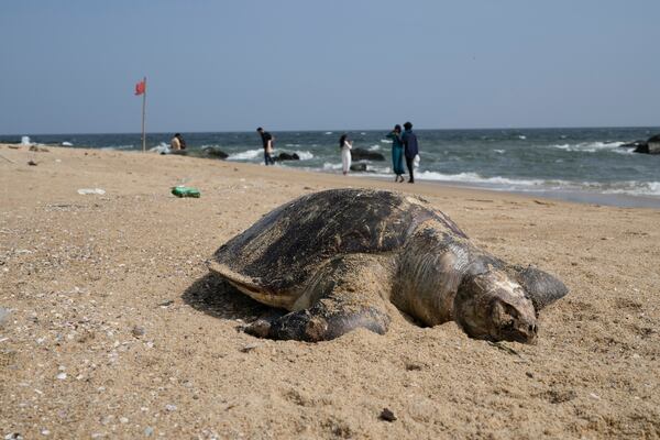 A carcass of an endangered olive ridley sea turtle is washed ashore, on Kovalam beach on the outskirts of Chennai, India, Saturday, Jan. 25, 2025. (AP Photo/Mahesh Kumar A.)