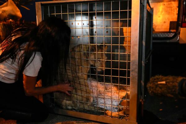 Sara the lion cub sits in a crate before being loaded on a yacht at the Dbayeh sea port, north of Beirut, Lebanon, Thursday, Nov. 14, 2024. (AP Photo/Hassan Ammar)