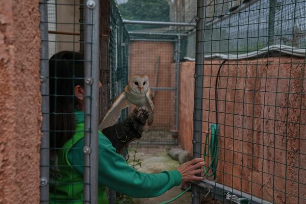 Bird trainer Myrto Mazmanidi carries a barn owl on a falconry glove at the Attica Zoological Park, near Athens, on Jan. 21, 2025. (AP Photo/Thanassis Stravrakis)