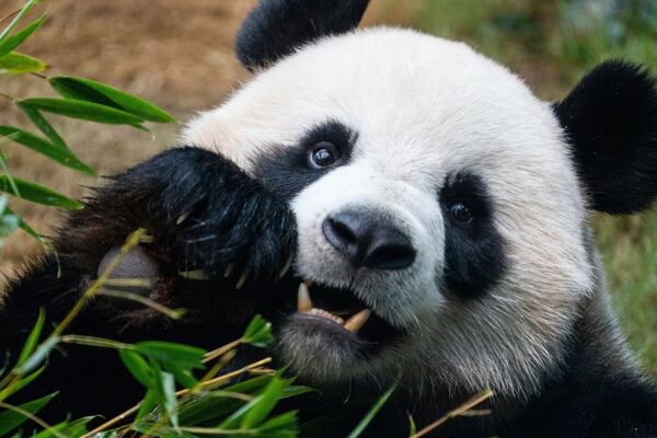 The Beijing-gifted giant panda An An makes his debut appearance to media in Ocean Park during a preview event in Hong Kong, Monday, Dec. 2, 2024. (AP Photo/Chan Long Hei)