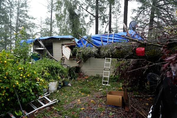 A downed tree lands over a property during a storm, Thursday, Nov. 21, 2024, in Forestville, Calif. (AP Photo/Godofredo A. Vásquez)