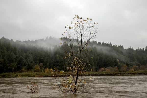 A tree stands amongst running water along the swollen Eel River near Scotia, Calif., Thursday, Nov. 21, 2024. (Stephen Lam/San Francisco Chronicle via AP)