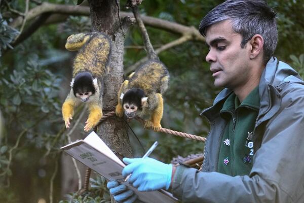 A zoo keeper counts Squirrel Monkeys during the annual stocktake at London Zoo in London, Friday, Jan. 3, 2025. (AP Photo/Kin Cheung)