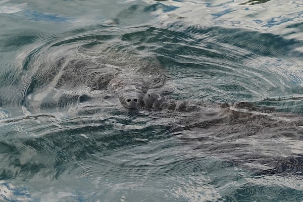 Two manatees touch noses as they breathe at the water's surface, in Manatee Lagoon, a free attraction operated by Florida Power & Light Company that lets the public view and learn about the sea cows who gather in winter in the warm-water outflows of the company's power plant, in Riviera Beach, Fla., Friday, Jan. 10, 2025. (AP Photo/Rebecca Blackwell)