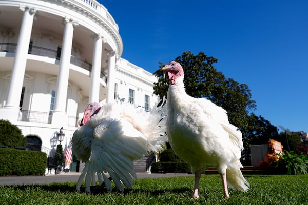 The national Thanksgiving turkeys Peach and Blossom are pictured before a pardoning ceremony with President Joe Biden on the South Lawn of the White House in Washington, Monday, Nov. 25, 2024. (AP Photo/Mark Schiefelbein)