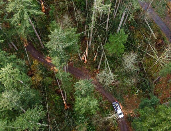 Several trees lie on the ground on Sunday, Nov. 24, 2024, in Sammamish, Wash., after last week's "bomb cyclone" wreaked havoc throughout Western Washington. (Nick Wagner/The Seattle Times via AP)