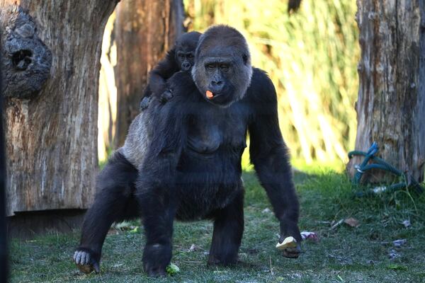 Gorillas pick up food during the annual stocktake at London Zoo in London, Friday, Jan. 3, 2025. (AP Photo/Kin Cheung)