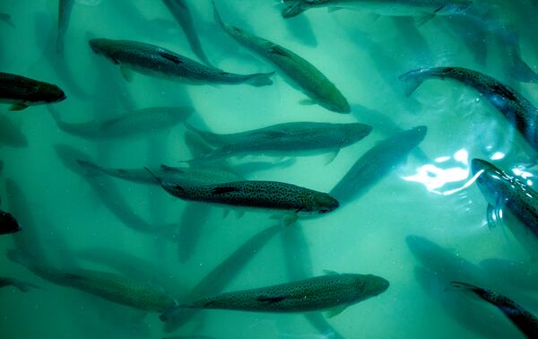 Coho salmon slated for donation to the Food Bank of Central New York, swim in a large tank at Local Coho salmon fish farm, Friday, Jan. 24, 2025, in Auburn, N.Y. (AP Photo/Craig Ruttle)