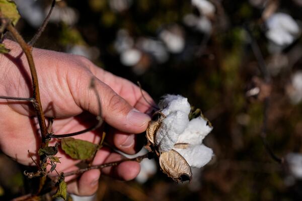 Farmer Chris Hopkins observes cotton bolls before being harvested in a field he owns, Friday, Dec. 6, 2024, near Lyons, Ga. (AP Photo/Mike Stewart)