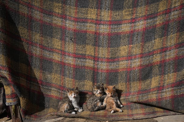 Three kittens sit outside a tent in a camp for internally displaced Palestinians at the beachfront in Deir al-Balah, central Gaza Strip, Friday Dec. 27, 2024.(AP Photo/Abdel Kareem Hana)