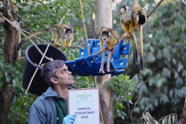 A zoo keeper counts Squirrel Monkeys during the annual stocktake at London Zoo in London, Friday, Jan. 3, 2025. (AP Photo/Kin Cheung)