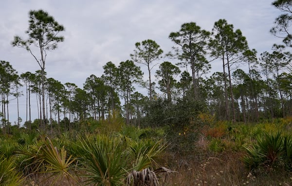 FILE - Panther country, full of pine flat woods and saw palmettos, is seen along the CREW Cypress Dome trails during a Sierra Club tour, in Collier County, Florida, Jan. 15, 2025. (AP Photo/Lynne Sladky, File)