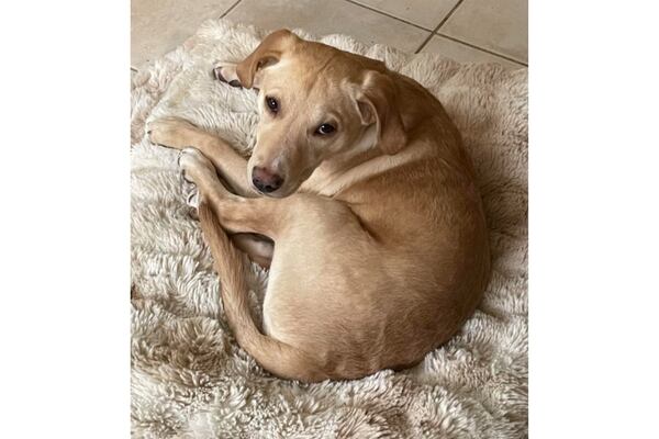 In this photo provided by Animal Shelter of Schoharie Valley shows Whiskey, one of two dogs that survived an animal-rescue flight crash in November 2024 that killed the pilot, at his new home in Middletown, Conn., in January 2025. (Animal Shelter of Schoharie Valley via AP)