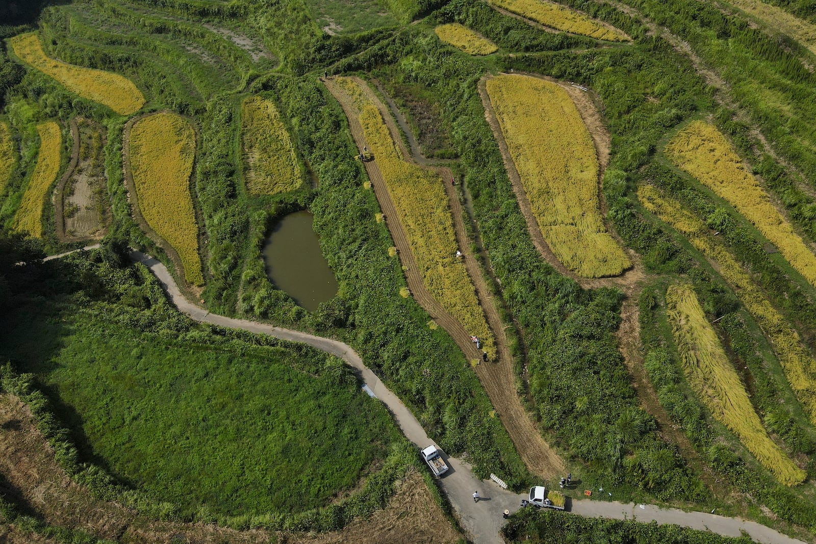 An aerial view of rice terraces in Kamimomi village in Okayama prefecture, Japan on Sept. 7, 2024. (AP Photo/Ayaka McGill)