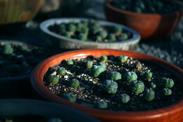 Peyote plants growing in the nursery at the Indigenous Peyote Conservation Initiative homesite in Hebbronville, Texas, Tuesday, March 26, 2024. (AP Photo/Jessie Wardarski)