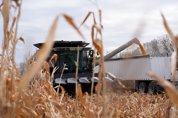 Martin Larsen transfers corn from his combine to a delivery truck, Friday, Oct. 18, 2024, in Oronoco, Minn. (AP Photo/Abbie Parr)