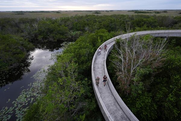 Visitors walk down a ramp after climbing Shark Valley observation point in Everglades National Park, Fla., Wednesday, Nov. 20, 2024. (AP Photo/Rebecca Blackwell)