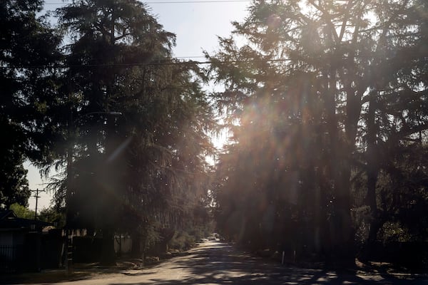 Deodar cedar trees are seen along Santa Rosa Avenue, also referred to locals as the Christmas Tree Lane, after the Eaton Fire in Altadena, Calif., Monday, Jan. 13, 2025. (Stephen Lam/San Francisco Chronicle via AP)