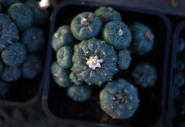 Peyote plants growing in the nursery at the Indigenous Peyote Conservation Initiative homesite in Hebbronville, Texas, Tuesday, March 26, 2024. (AP Photo/Jessie Wardarski)