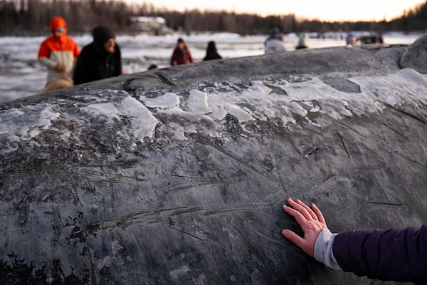 A visitor touches the skin of a fin whale carcass on the coastal mudflats near Anchorage, Ala., Monday, Nov. 18, 2024. (Marc Lester/Anchorage Daily News via AP)