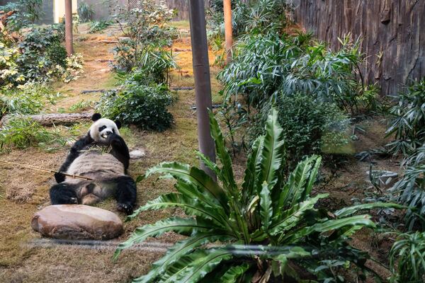 The Beijing-gifted giant panda An An makes his debut appearance to media in Ocean Park during a preview event in Hong Kong, Monday, Dec. 2, 2024. (AP Photo/Chan Long Hei)